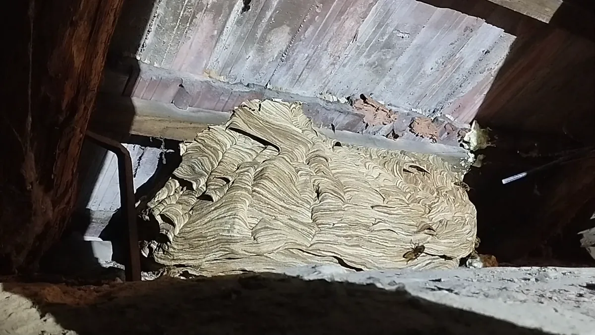 Réteges, barnás darázsfészek egy tetőtéri zugban